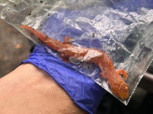 Students handle a Blue Ridge spring salamander collected near Chimney Tops in Great Smoky Mountains National Park. Researchers use plastic bags and gloves to move salamanders in order to avoid exposing their absorbent skin to the potentially harmful salts and oils found on human hands. Provided by NPS.