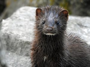 Mink are bold and relentless, taking on adversaries many times their size. One had to be euthanized at the Oconaluftee Mountain Farm Museum in Great Smoky Mountains National Park after it killed several chickens and even charged a park ranger. Image by Nathan Cole.