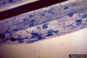 Arbuscular ectomycorrhizal fungus in the roots of black walnut (Juglans nigra). Hyphae and vesicles are visible inside the root cells. Photo by Robert L. Anderson, USDA Forest Service, Bugwood.org.