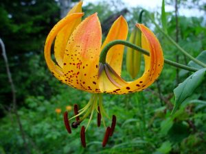Turk Cap Lily