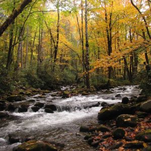 Photo of a water way in Great Smoky Mountains National Park.