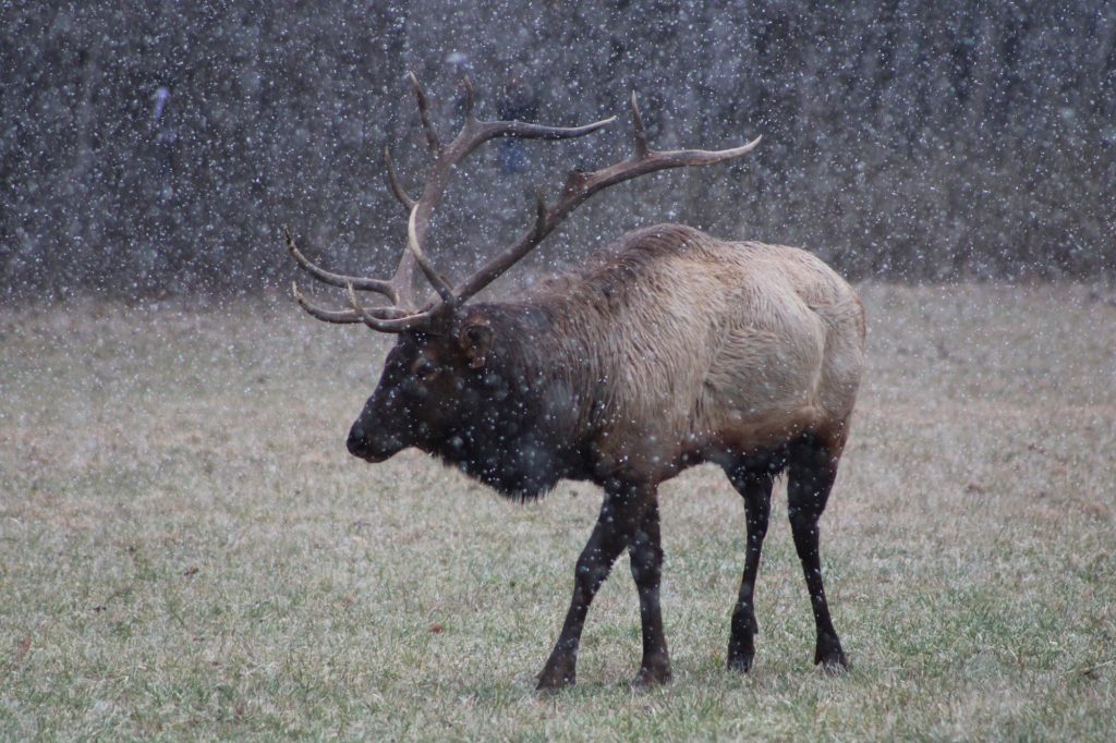 Dominant bull elk like Bull B closely guard groups of female elk known as 'harems'.