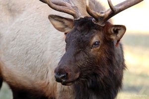 The bull elk known as TN1 is one of several dominant males in Oconaluftee Valley.