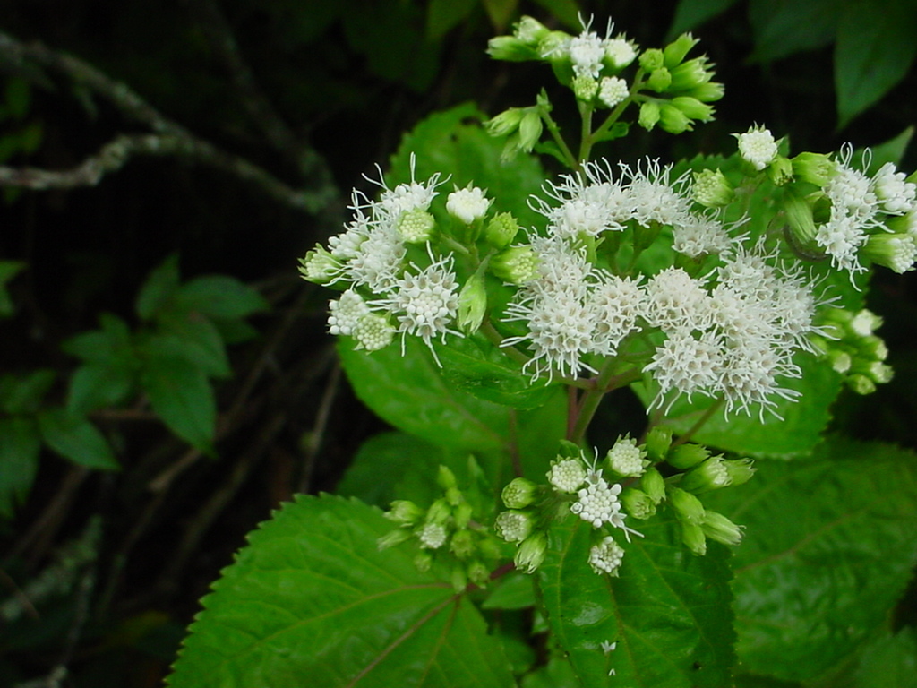 white snakeroot