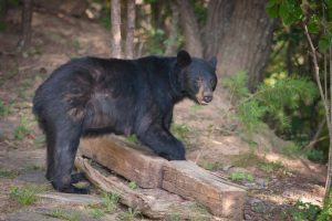 black bear