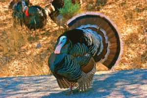 In the spring, male wild turkeys begin their “lek” breeding displays. According to the revised edition of Birds of the Smokies, “The spring courtship often involves several females in close company with a strutting cock. He droops his wings until their tips almost drag the ground and spreads his chestnut-tipped tail wide.” Provided by Warren Lynn.
