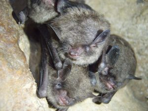 One mammal protected by the Endangered Species Act, which turns 50 on December 28, is the endangered Indiana bat, which has declined drastically during the past 40 years despite recovery efforts. Populations in Great Smoky Mountains National Park have been heavily impacted by white-nose syndrome since the discovery of the fungal disease in the park in 2010. Provided by Anne Froschauer.