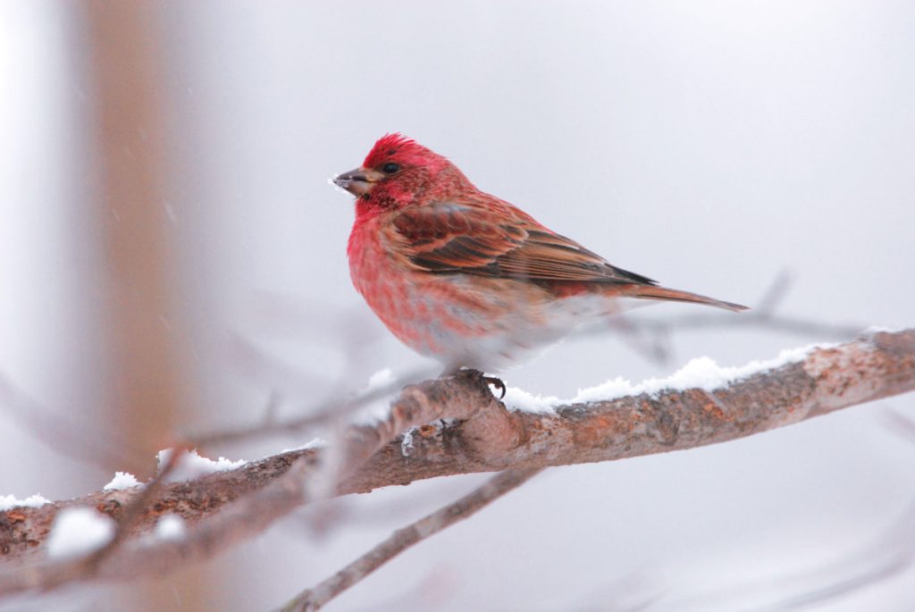 The purple finch is a seasonal migrant only found in the Smokies through the winter season. It is often seen feeding on seeds high in treetops. Photo by Fred J. Alsop III.