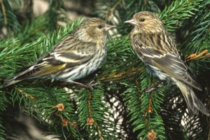 Pine siskins were among the species observed by volunteers at the most recent Christmas Bird Count conducted near Gatlinburg, Tennessee. They are most abundant and visible at lower elevations in winter. Photo by Fred J. Alsop III.