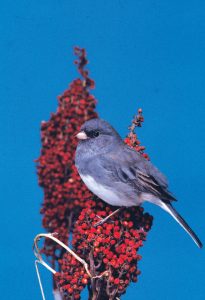 Smokies locals have long referred to dark-eyed juncos as “snowbirds,” since their arrival in the fall serves as a reliable sign that winter is near. Although they are year-round residents of the Smokies, they move to lower elevations for the colder months. Photo by Fred J. Alsop III.