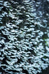 Protecting endangered species means taking action to maintain existing populations such as this one of rock gnome lichen. Recovery or restoration measures are taken to actively expand existing populations or to reintroduce a species into an area where possible. Provided by Dan Thompson.