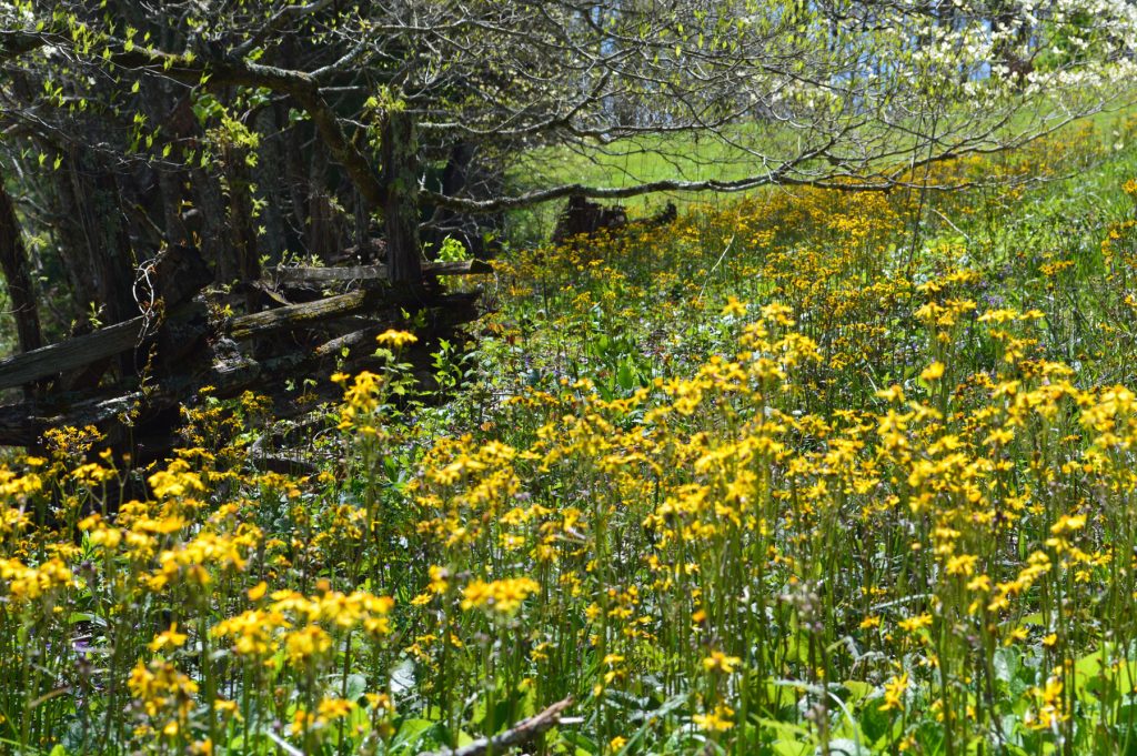 In 2016, Brian Railsback and his wife decided to convert our three acres into a certified wildlife habitat through the National Wildlife Federation. Provided by Brian Railsback.