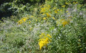 Within a few years of converting their land into a wildlife habitat, their lawn was replaced by fields of wildflowers and and berry bushes. Provided by Brian Railsback.