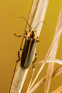 At least 19 species of fireflies are known to live in Great Smoky Mountains National Park. This firefly in the Photuris versicolor complex is nearly indistinguishable from the spring four-flasher (Photuris quadrifulgens) by appearance alone, but DNA barcoding recently confirmed that the spring four-flasher is indeed present in the park. Provided by Abbott Nature Photography.