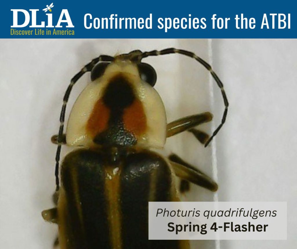The spring four-flasher is a widespread species of firefly found in various grassy habitats, including hay fields and meadows, across the eastern United States. The most common flash pattern for this species is a string of three or four pulses of greenish-yellow light about a half second apart followed by four seconds of darkness. Provided by DLiA.
