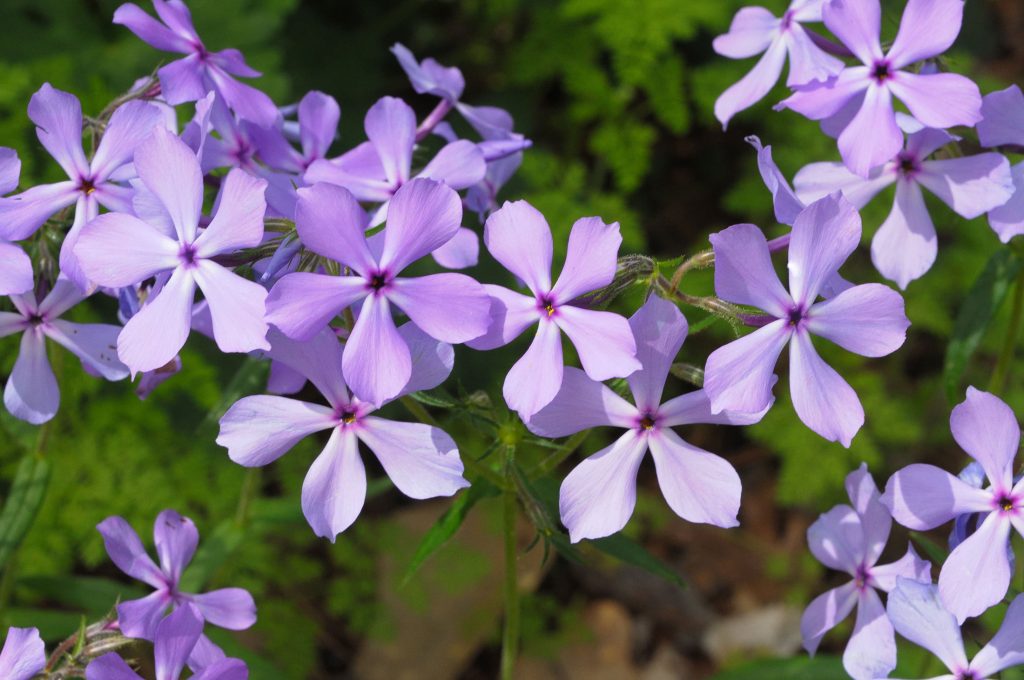 Wild blue phlox (pictured), fire pink, purple wakerobin and yellow trillium are among the many colorful flowers in bloom throughout Great Smoky Mountains National Park in mid-to-late April. Eco-Adventurers can expect to see these and many more wildflowers along the trail on the April 21-23 excursions. Photo provided by Ralph Daily.