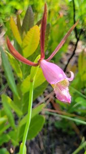 The rosebud orchid, one of the more elusive species in the national park, is a rare but special surprise to observe along trails in spring. Even keen observers often miss the flower, as it sprouts up from what is often mistaken for a patch of weeds. Photo provided by Anthony A. Simmons.