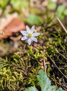 The rue anemone is a frequent find in low-to-mid elevations of Great Smoky Mountains National Park. Provided by Holly Kays.