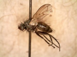 After baffling the specialists for its stubborn nonconformity to ID keys, this fly was identified as Lepidodexia hirculus, a species previously reported only in Texas, with help from the worldwide community of fly specialists. Photo provided by Will Kuhn/DLiA.