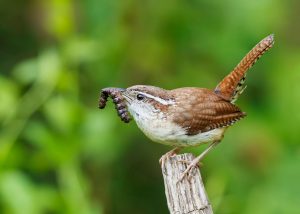 The grub in this Carolina wren’s beak may well be intended for baby birds in one of the up to five clutches this species may raise in a season. Photo provided by N. Lewis/National Park Service.