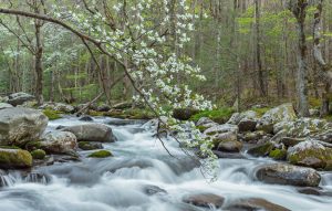 A grizzled old dogwood bends down over a rushing Middle Prong on a spring evening. Canon EOS 5DMkIII + Canon EF 17-40mm f/4 L USM at 400mm, f/11, 0.5s, ISO400. Provided by Michele Sons.