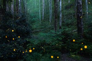 Male synchronous fireflies (Photinus carolinus) flash in unison, alerting any females in the area that potential mates are present. Photo provided by Michele Sons. 