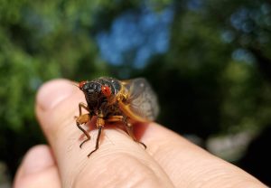 Adult periodical cicadas spend four to six weeks aboveground to mate and lay eggs after living underground as immature nymphs for either 13 or 17 years, depending on which brood and species they belong to. Photo provided by Will Kuhn, Discover Life in America.