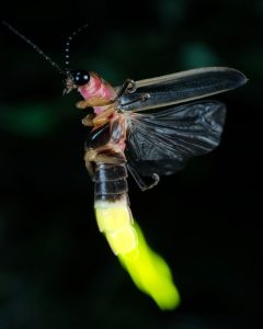 The common eastern firefly (Photinus pyralis) can be seen at dusk on summer nights, flashing over fields and lawns. Photo provided by Terry Priest. 
