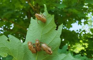 Cicada husks, called exuviae, cling to the back of a maple leaf after the adult cicadas have emerged out of them. Photo provided by Will Kuhn, Discover Life in America.