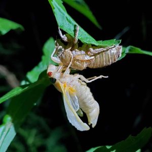 An adult cicada emerges from its husk during the Brood X emergence that took place in Great Smoky Mountains National Park in 2021. Photo provided by Will Kuhn, Discover Life in America.