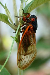 Any offspring from this adult cicada, which emerged in 2011, will rise to the surface in the coming weeks to create offspring of their own. Photo provided by Phillip H. Cohen.