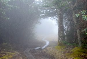 The boardwalk leading to Andrews Bald disappears into thick fog. Photo provided by Holly Kays.