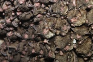 Indiana bats are one of three endangered bat species that occur within Great Smoky Mountains National Park. Their populations have been severely impacted by white-nose syndrome, which is caused by an invasive fungus and deadly to bats. Photo provided by Andrew King, USFWS.