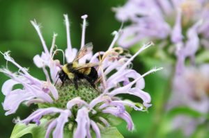 Once abundant throughout the eastern and upper midwestern United States, the rusty-patched bumble bee is now listed as endangered. Photo provided by Jill Utrup, USFWS.