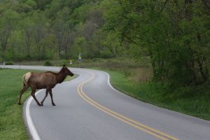 Collisions with vehicles are a significant cause of death for North Carolina elk. The Oconaluftee area pictured here is a hotspot for such accidents. Photo provided by Emma Oxford.