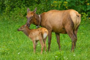 Newborn calves weigh about 35 pounds and can stand within minutes of birth, nursing for anywhere from one to seven months before transitioning to an adult diet. Photo provided by Doug Dearinger.