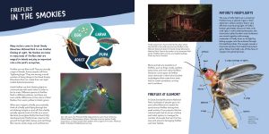 Following the conclusion of Pho’s adventure, the book contains six pages of educational material aimed at answering any questions kids might have about fireflies after reading the story. Image provided by Smokies Life.