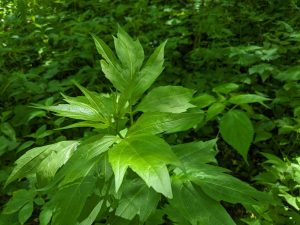 Also known as cutleaf coneflower or green-headed coneflower, sochan (Rudbeckia laciniata) is an abundant plant in the park and outside of it. Photo provided by Smokies Life, Holly Kays.