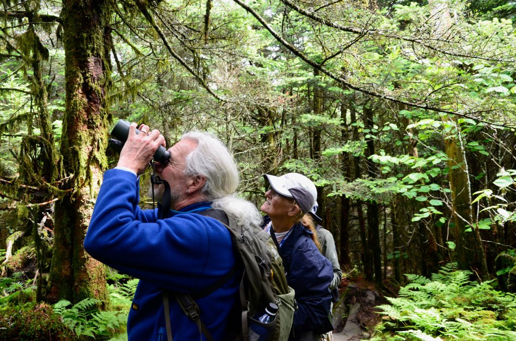 Group leader Keith Watson tries to catch a golden-crowned kinglet in his binoculars’ field of view. Photo provided by Holly Kays, Smokies Life.