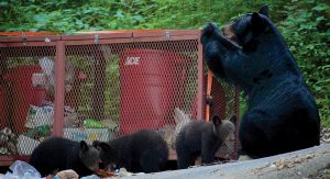 When bears learn to rely on unsecured garbage for food, they can become aggressive and dangerous, creating a risky situation for both bears and humans. Photo provided by Sarah Robinette.