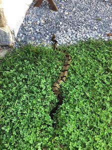 Timber rattlesnakes are heavy-bodied with keeled scales and a rattle at the end of the tail. The upper surfaces of most individuals are strongly marked with dark cross bands on a brown or gold background, as seen in this individual approaching a human dwelling. Photo provided by Frances Figart.