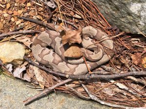 Masters of camouflage, copperheads are nocturnal and eat warm-blooded mammals like mice and birds as well as other non-warm-blooded prey including insects, frogs, and other amphibians. A 2020 study showed that only two out of 69 copperheads attempted to bite when intentionally provoked. Photo provided by John Beaudet.