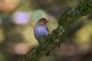 The veery’s ethereal song is made possible by a divided voice box that allows it to sing two notes at once. Photo provided by Tony Sprezzatura via Flickr.