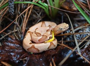 Eastern copperheads can sometimes be seen around the historical grist mill near Cades Cove Visitor Center in Great Smoky Mountains National Park. Most bites occur either because people unknowingly place their hands or feet too close—especially around buildings, rocks, and logs—or they handle or provoke the snake. Juveniles like this one have bright yellow tail tips. Photo provided by Alan Rockefeller.