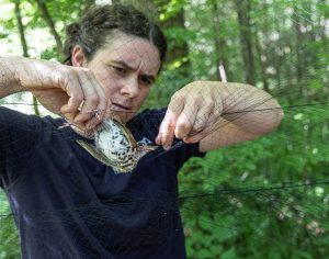 Elizabeth Davis, field programs specialist for Great Smoky Mountains Institute at Tremont, extricates a wood thrush from a mist net. This is one of 13 nets set up at Tremont on data-collection days for the Monitoring Avian Productivity and Survivorship program, called MAPS. Photo provided by Rich Bryant, Great Smoky Mountains Institute at Tremont. 