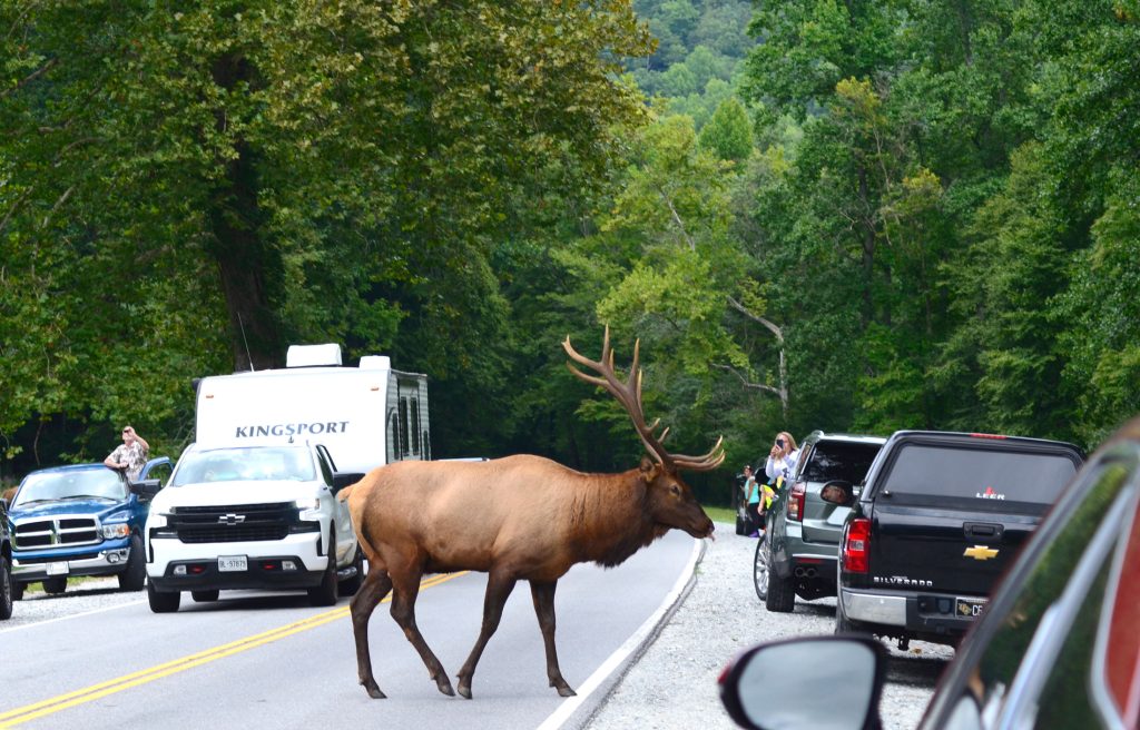 A bull elk crosses US 441 at Couches Creek in the Oconaluftee area, causing traffic to come to a standstill. The volunteer Luftee Rovers work to ensure safety for both people and elk in such situations. Photo provided by Holly Kays, Smokies Life.