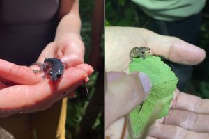 Salamanders are one of the few groups in which the species richness in Southern Appalachia rivals that of the tropics. Found in the Nantahala National Forest near Franklin, North Carolina, the salamander on the left is a hybrid resulting from mating between Plethodon teyahalee and Plethodon shermani parents. The neotropical salamander on the right is in the genus Bolitoglossa (the so-called mushroom-tongued salamanders) and was found near Wildsumaco Biological Station in Ecuador. Photos by Deeya Khambhaita.