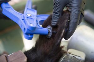 A North Carolina Wildlife Resources Commission staff member installs an ear tag on a rehabilitated bear cub ahead of its release. The NCWRC uses round black or white tags to mark bears in its jurisdiction. Photo provided by NCWRC. 