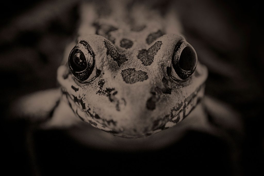 A leopard frog fills the frame of one of Petersen’s fine art photos. Photo provided by Kyle Petersen.