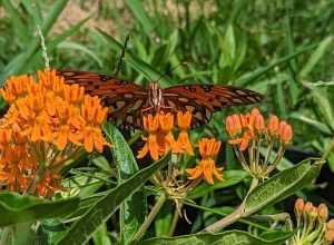 A painted lady butterfly lands on a butterfly milkweed flower. Native plants are key to preserving biodiversity because they have evolved close relationships with native insects and wildlife that allow energy to be passed up the food chain more efficiently than is the case with non-native species. Photo provided by Emma Oxford. 